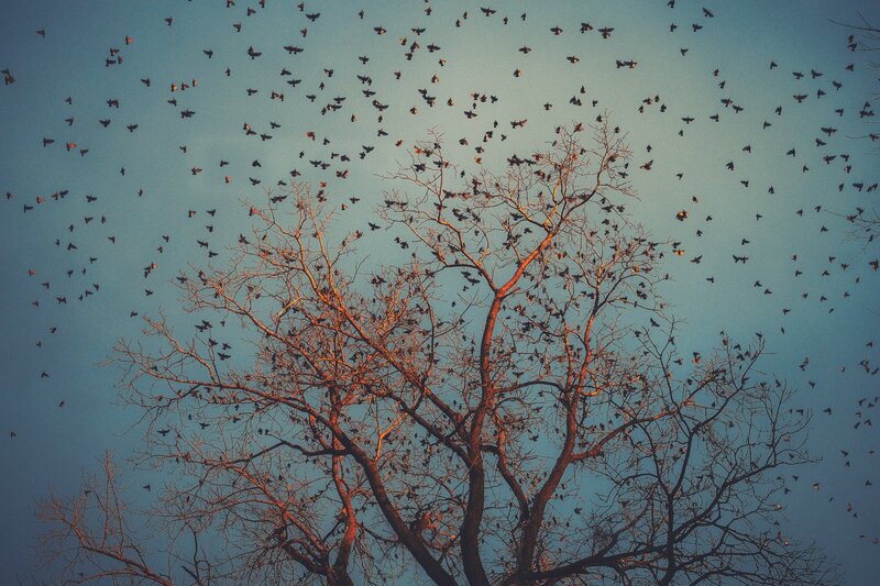 Birds in Tree and Sky