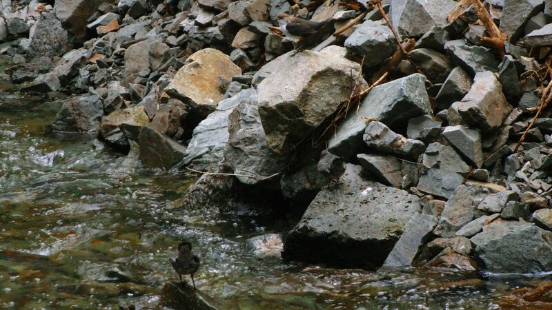 Birds near a rocky stream