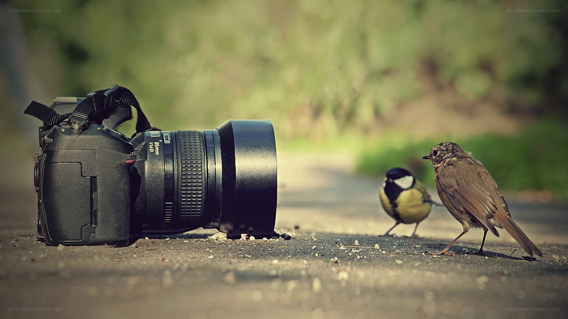 Birds near camera on path