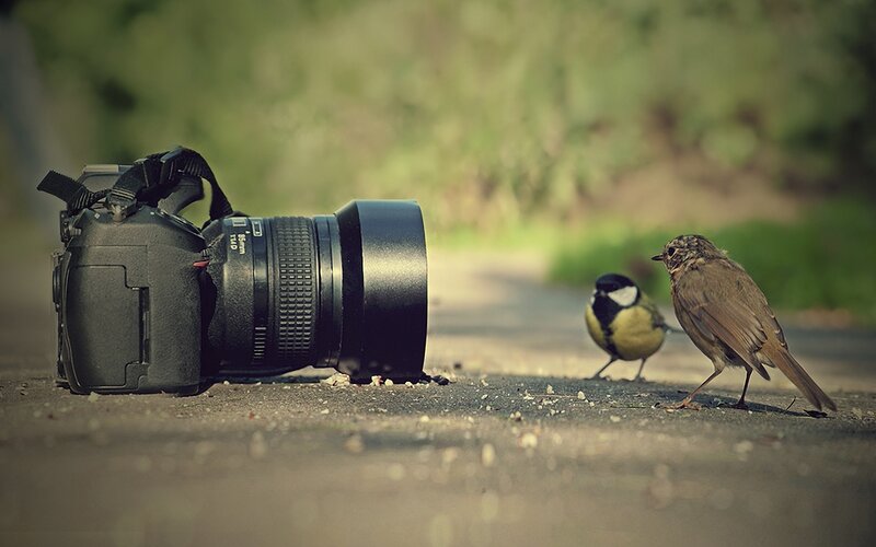 Birds Near Camera
