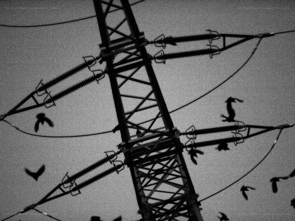 Birds near power lines