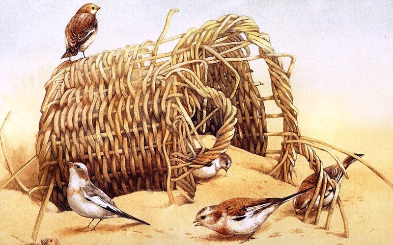 Birds Near Woven Basket