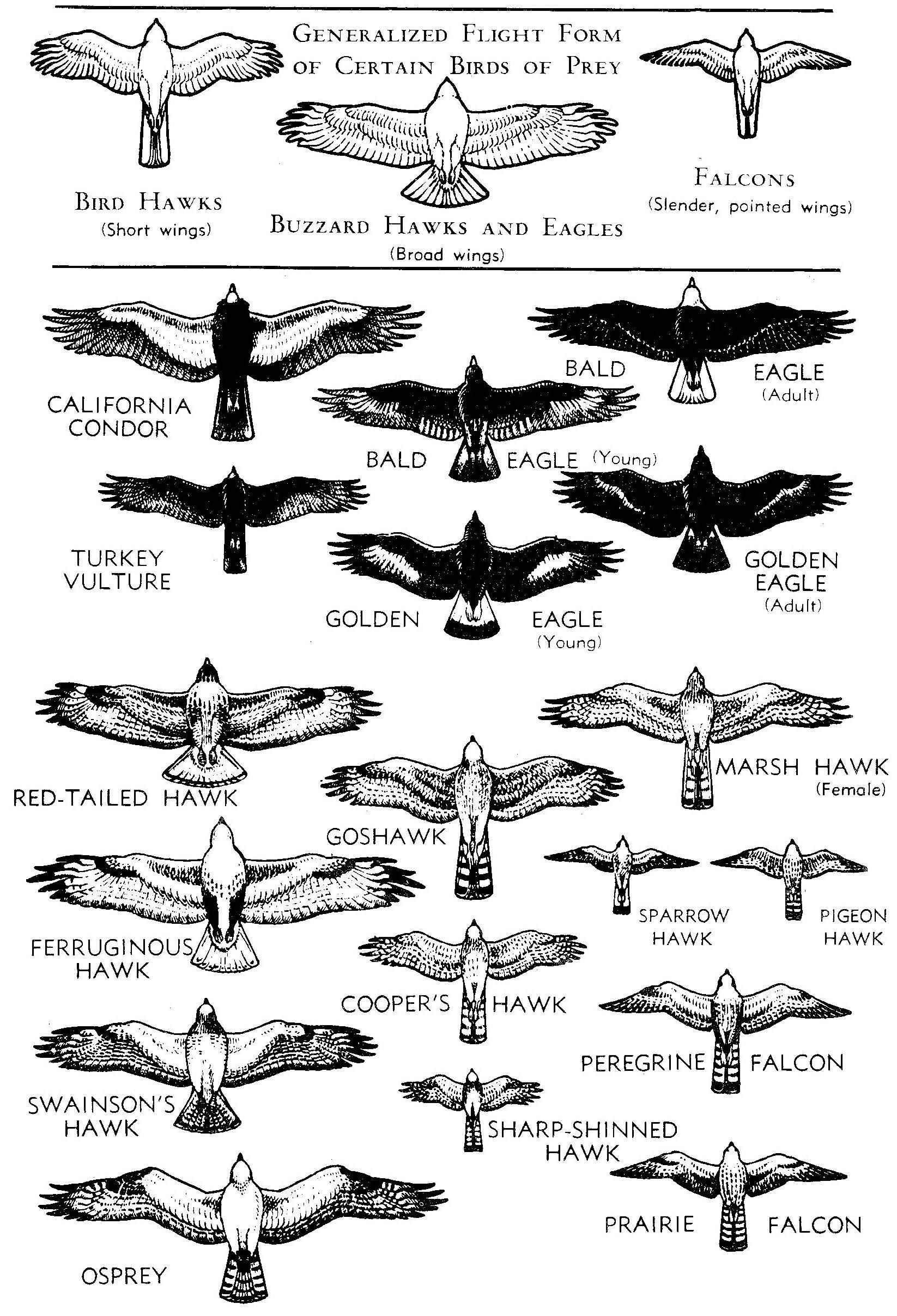 Birds of Prey Flight Forms