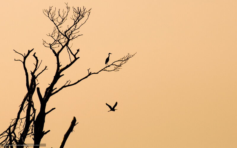 Birds on a bare tree