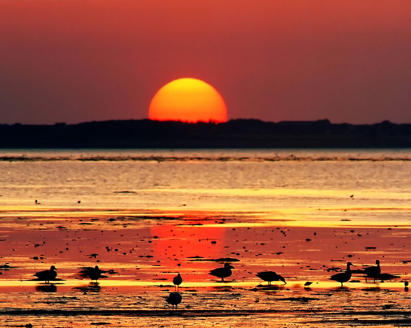 Birds on a Beach at Sunset — Red