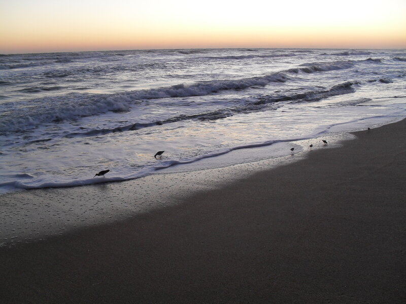 birds on a beach at sunset