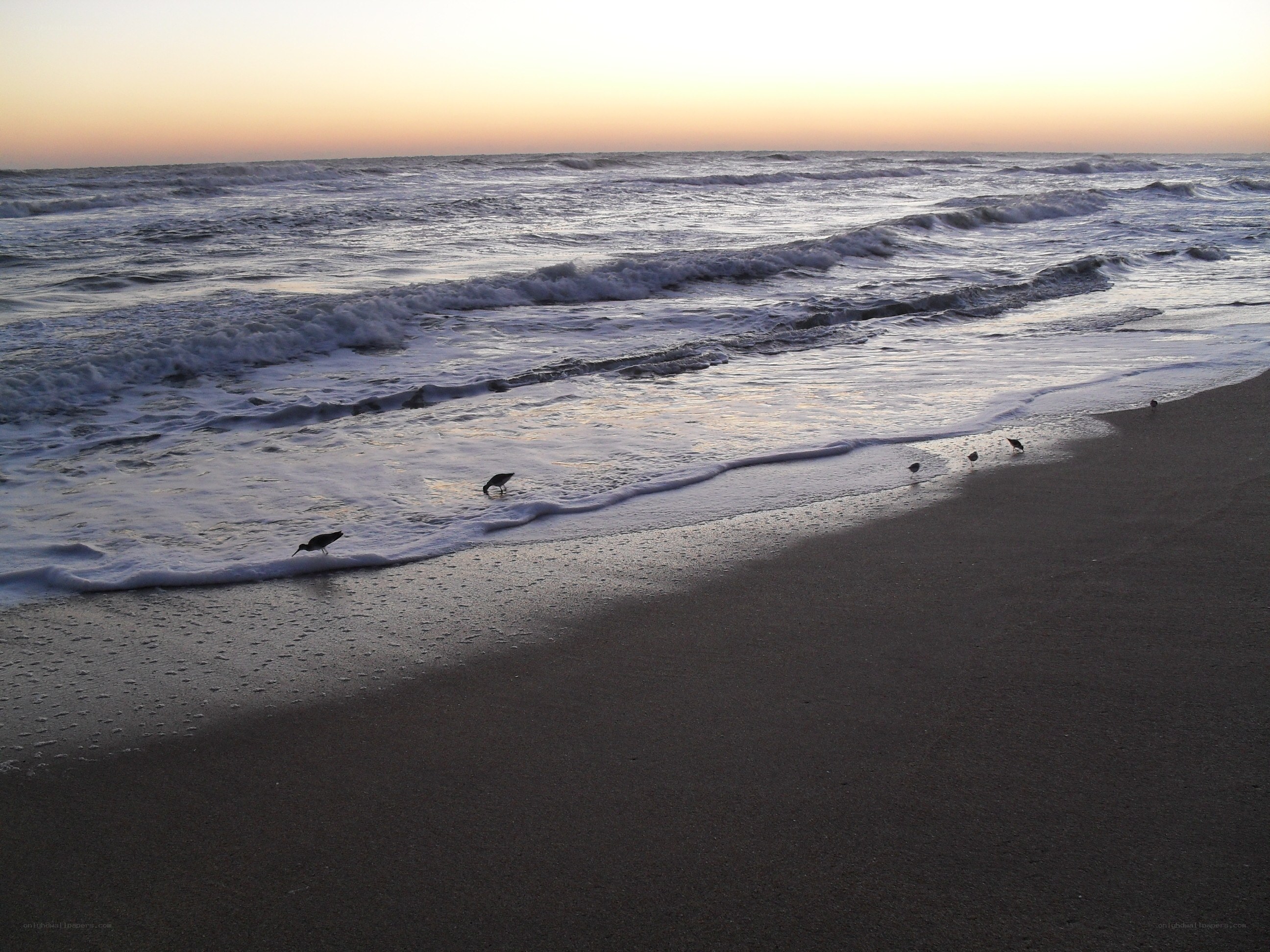 birds on a beach at sunset