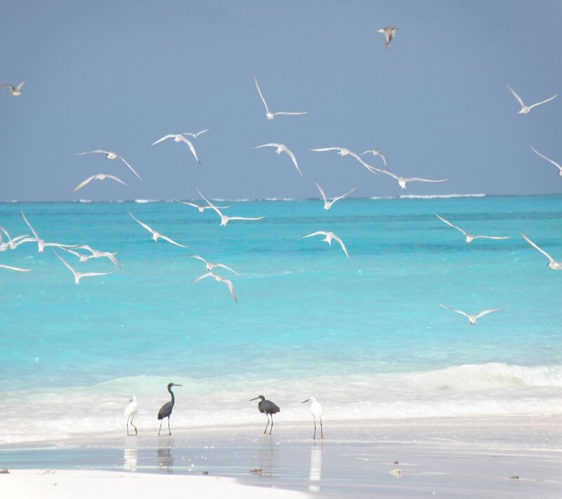 Birds on a Beach — Blue