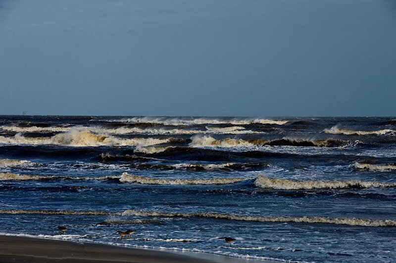 Birds on a Beach