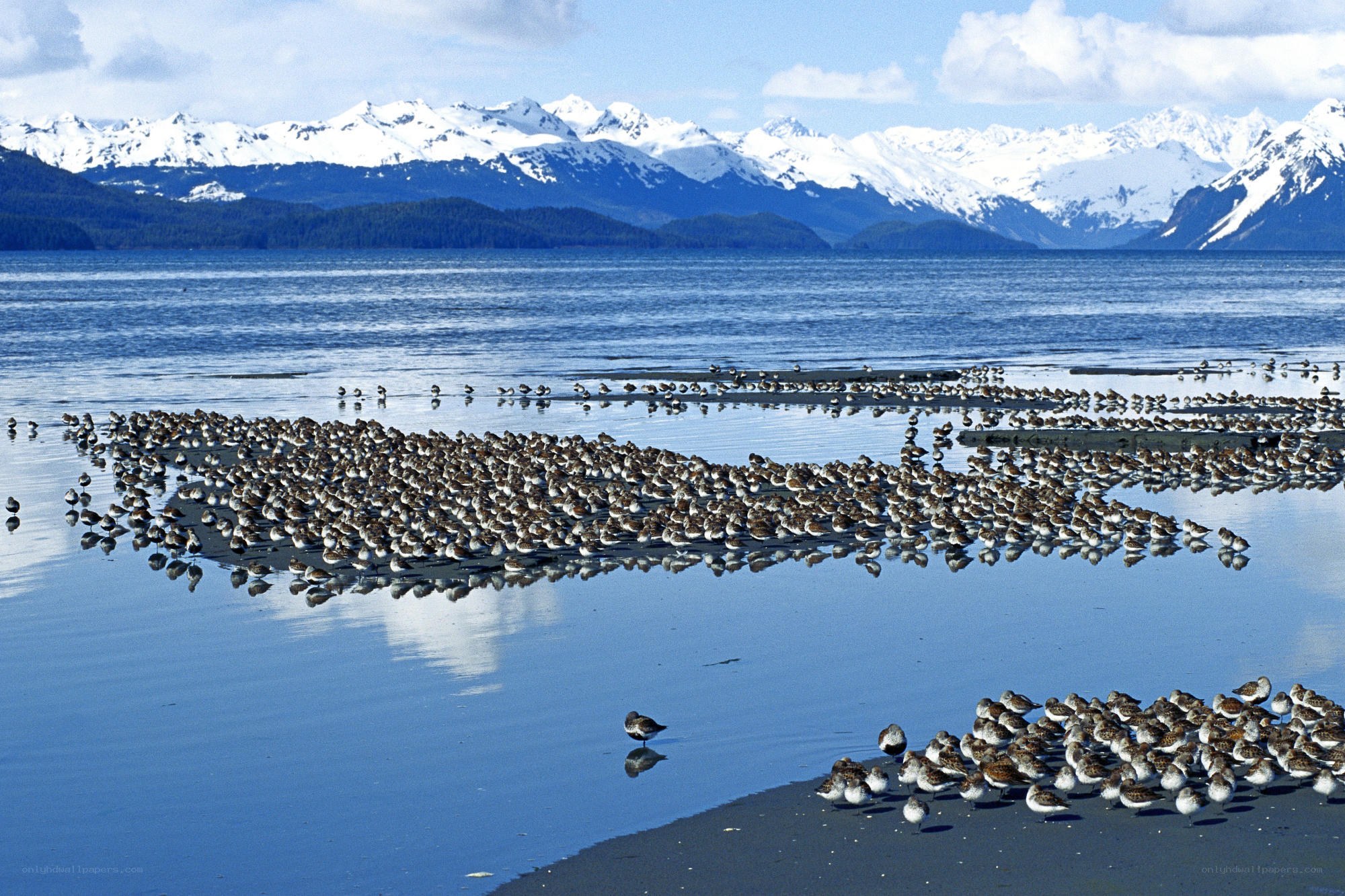 Birds on a beach with mountains