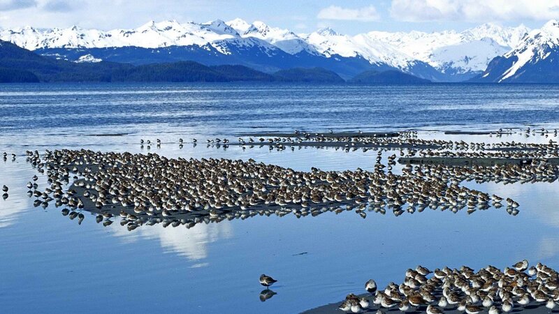 Birds on a beach with snowy mountains