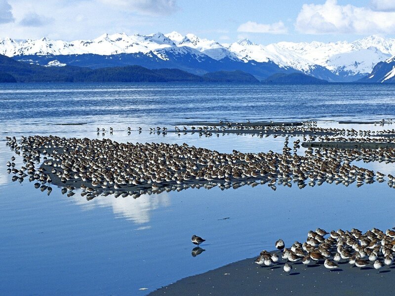 Birds on a beach with snowy mountains