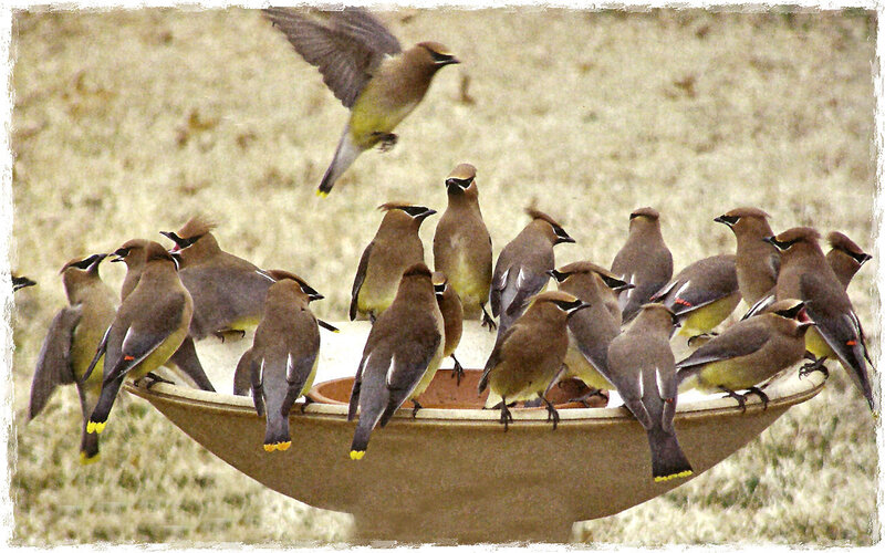 Birds on a Birdbath