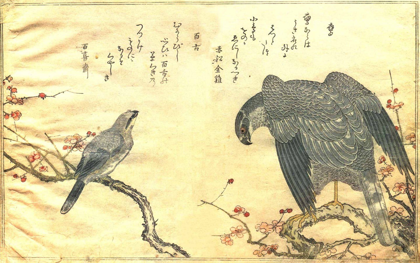 Birds on a blossoming branch