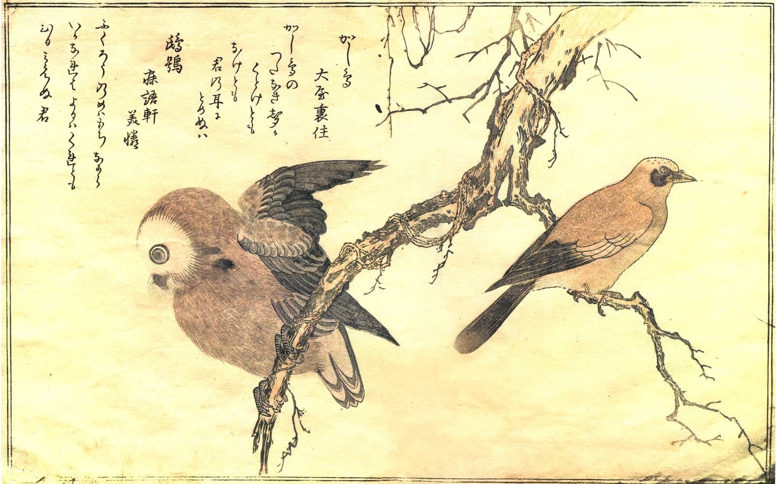 Birds on a Branch