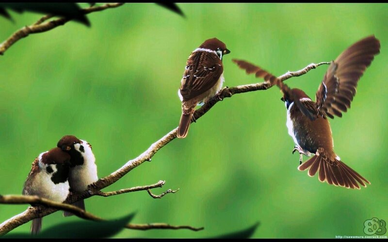 Birds on a branch