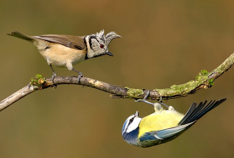 Birds on a branch