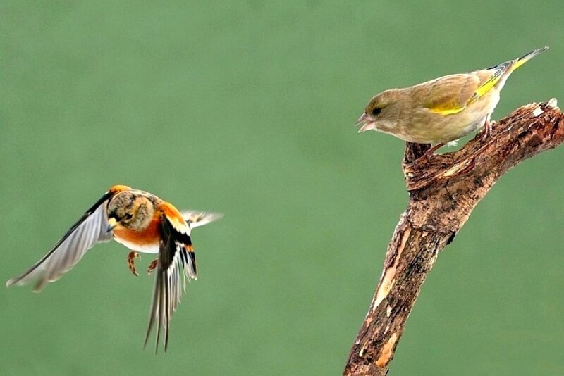 Birds on a branch