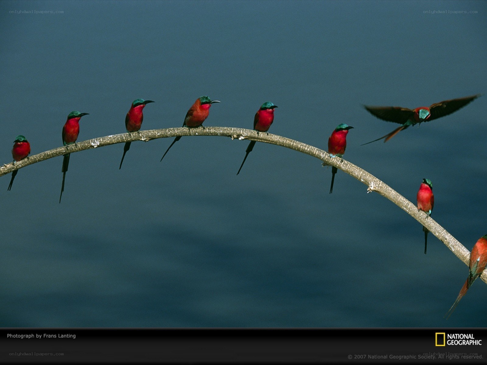 Birds on a branch