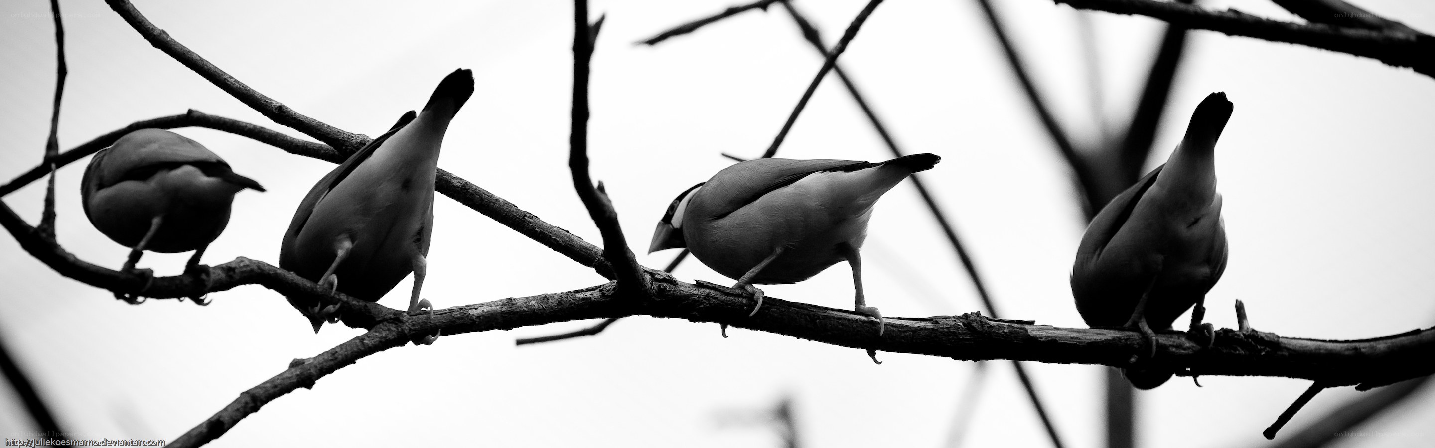 birds on a branch