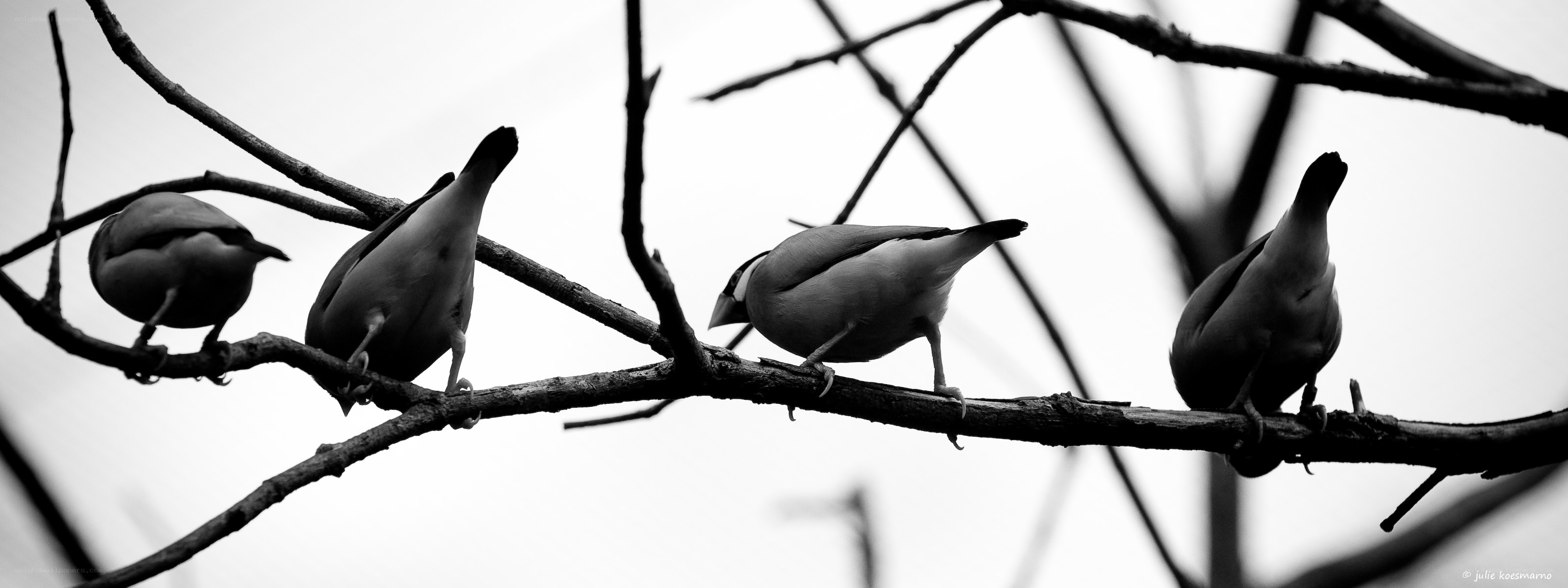birds on a branch