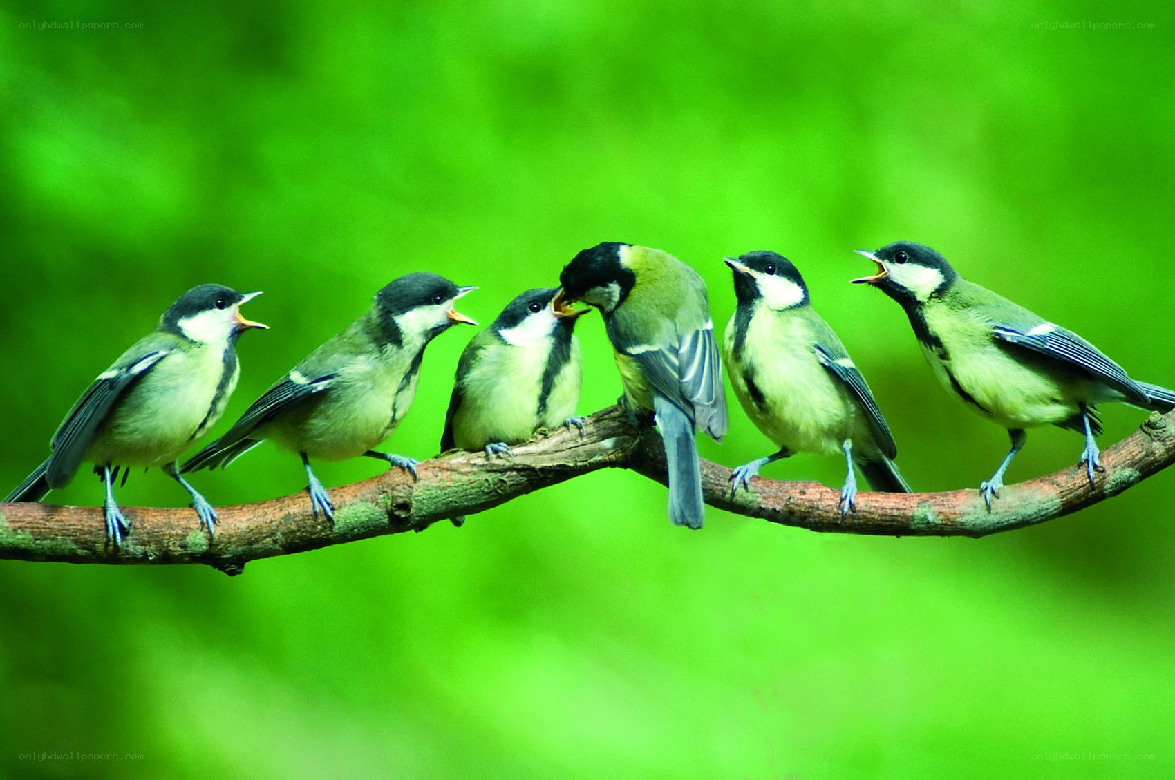 Birds on a branch