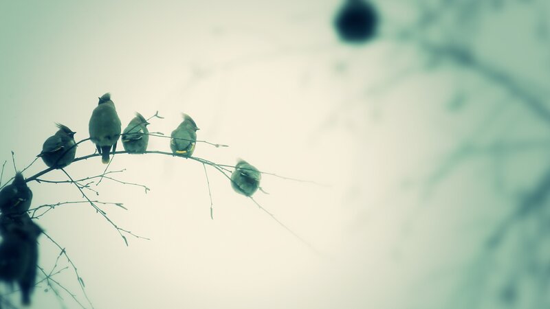 birds on a branch
