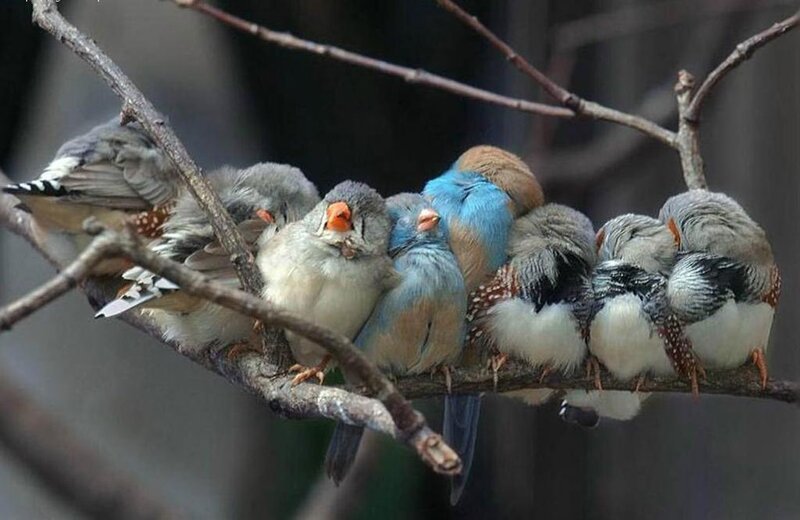 Birds on a Branch — Blue