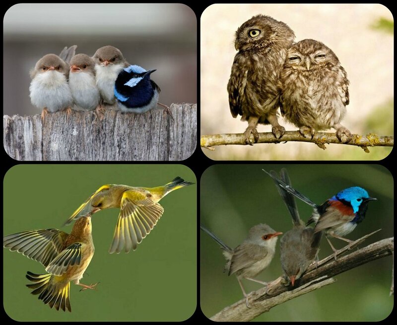 Birds on a Branch — Brown, Calm
