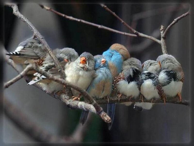 Birds on a Branch — Gray