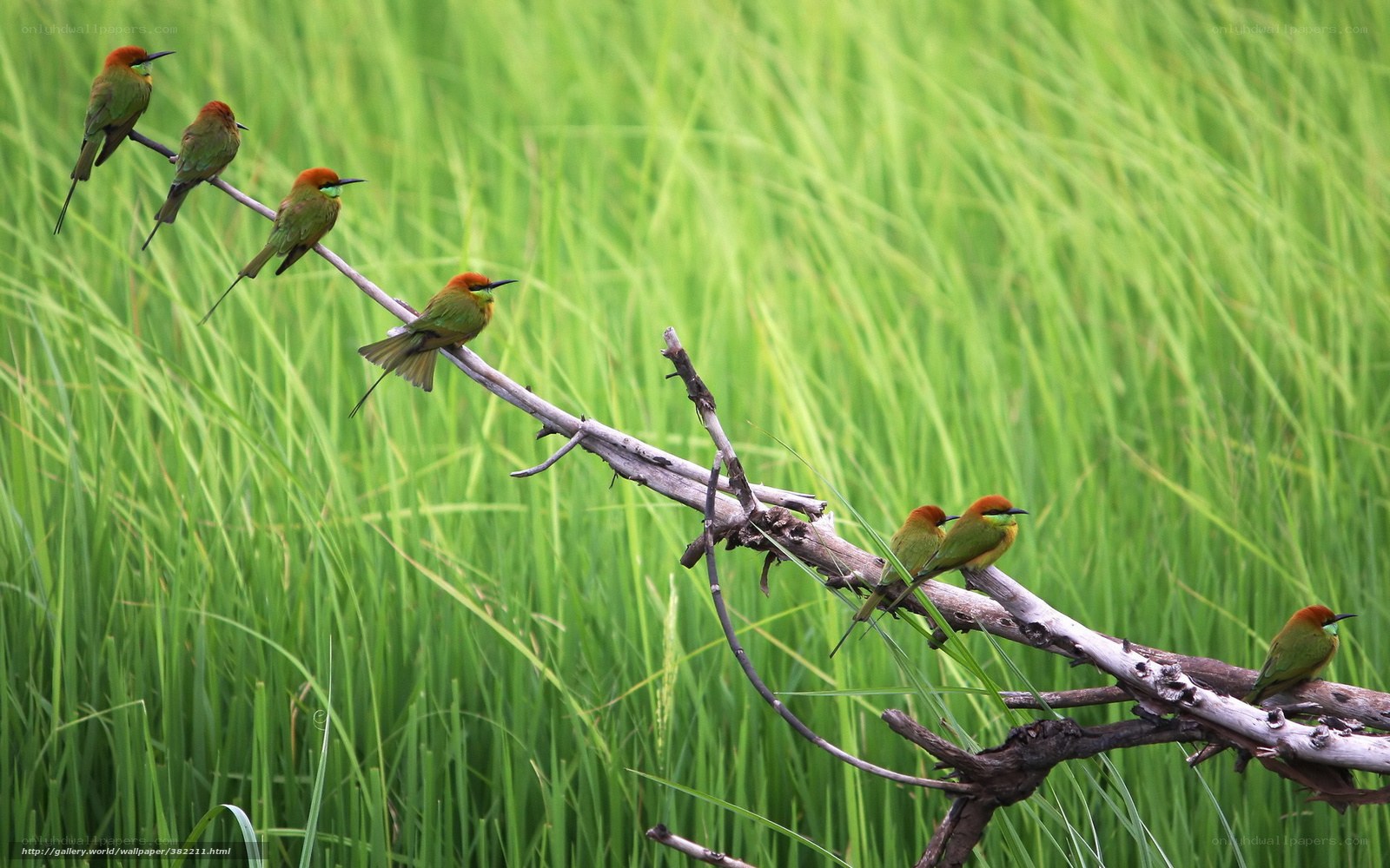 Birds on a branch in a field