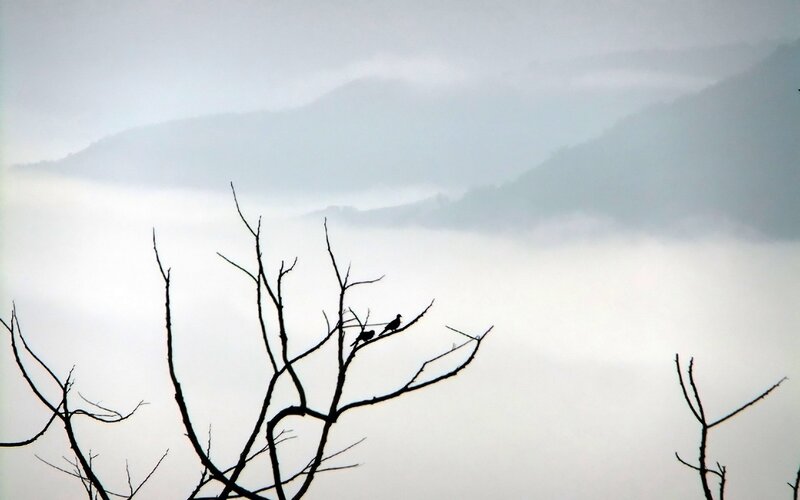 Birds on a branch in fog