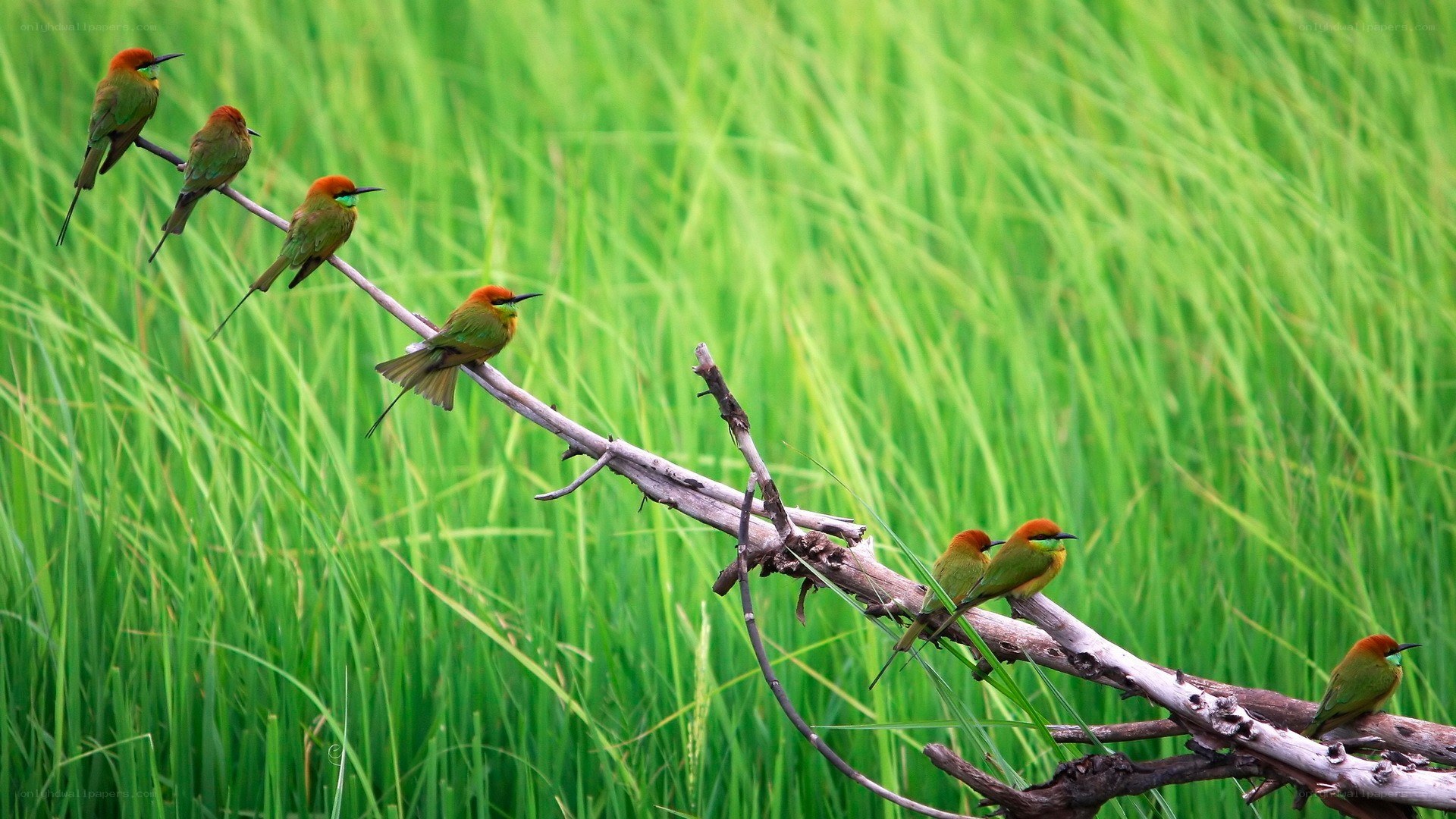 Birds on a branch in grass