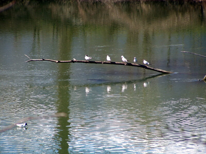 Birds on a branch in water