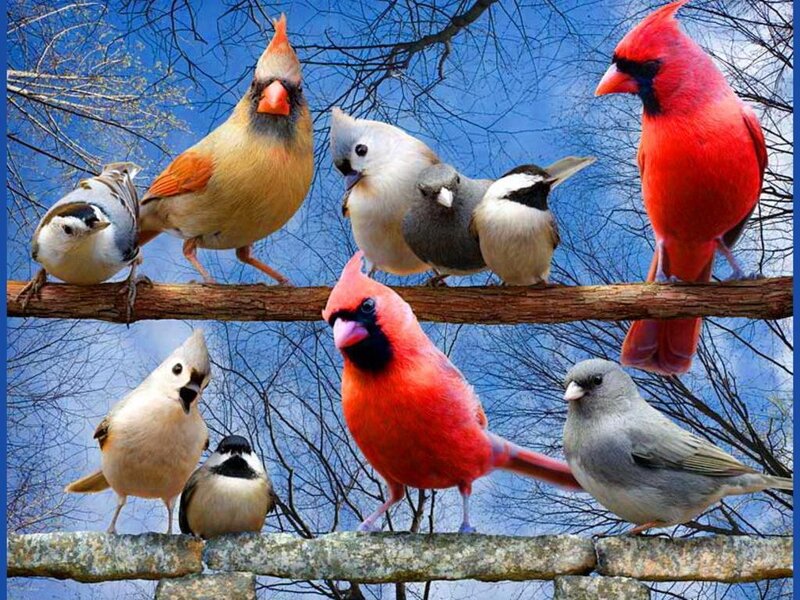 Birds on a Branch — Red, Calm