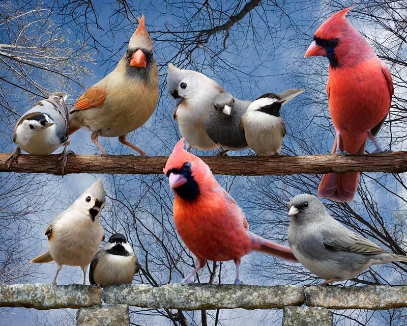 Birds on a Branch — Red, Calm, Winter