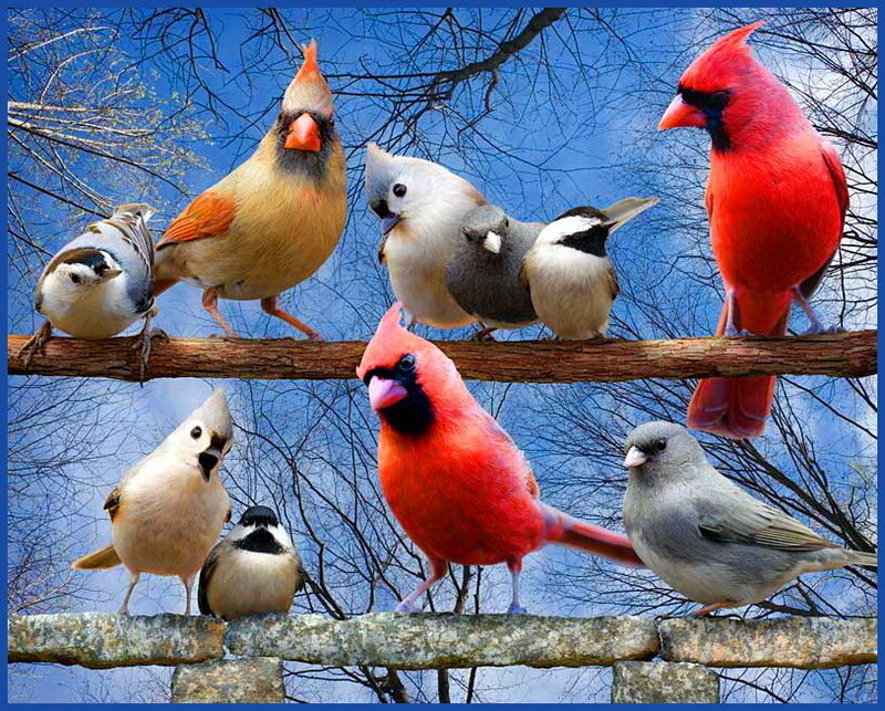 Birds on a Branch — Red