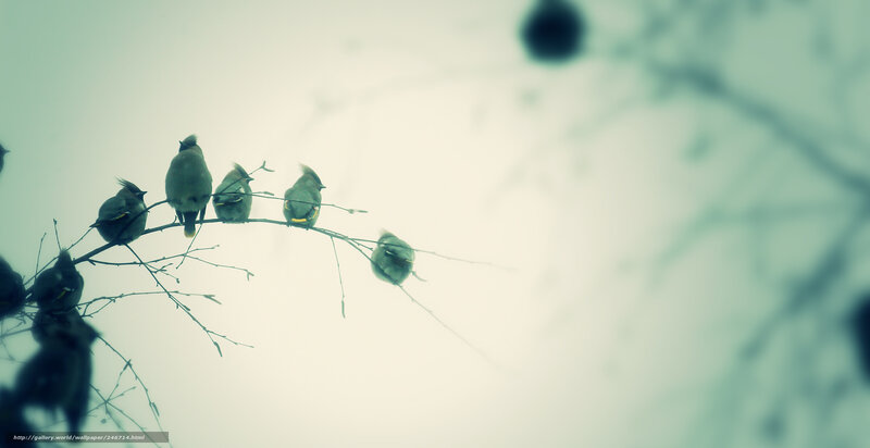 birds on a branch