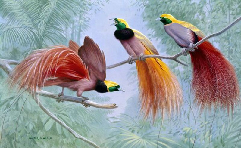 Birds on a Branch — Yellow