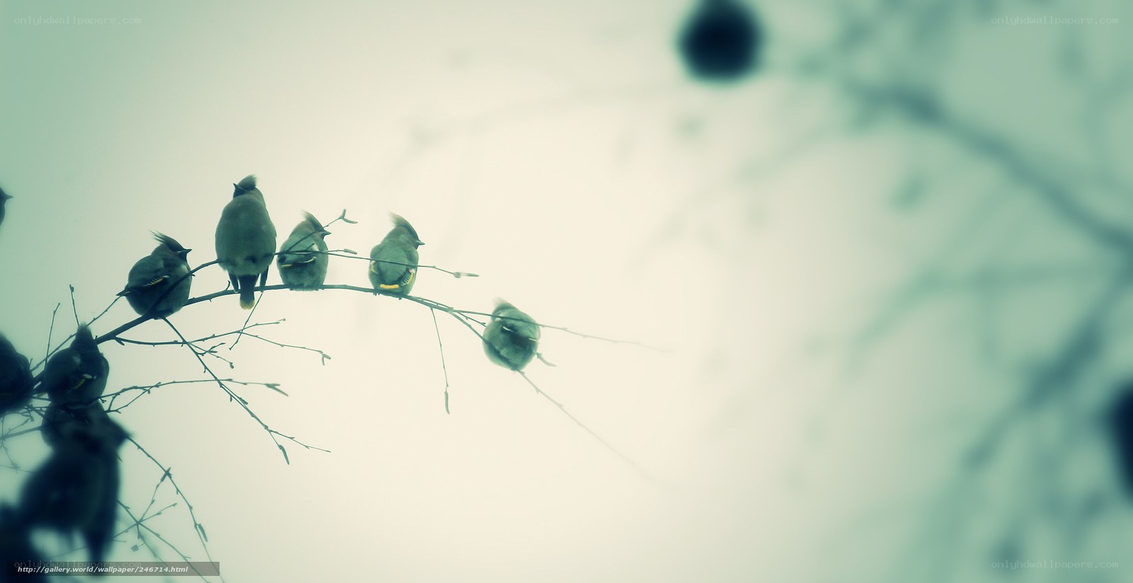 birds on a branch