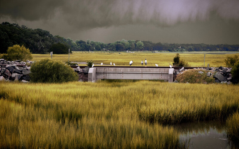 Birds on a Bridge