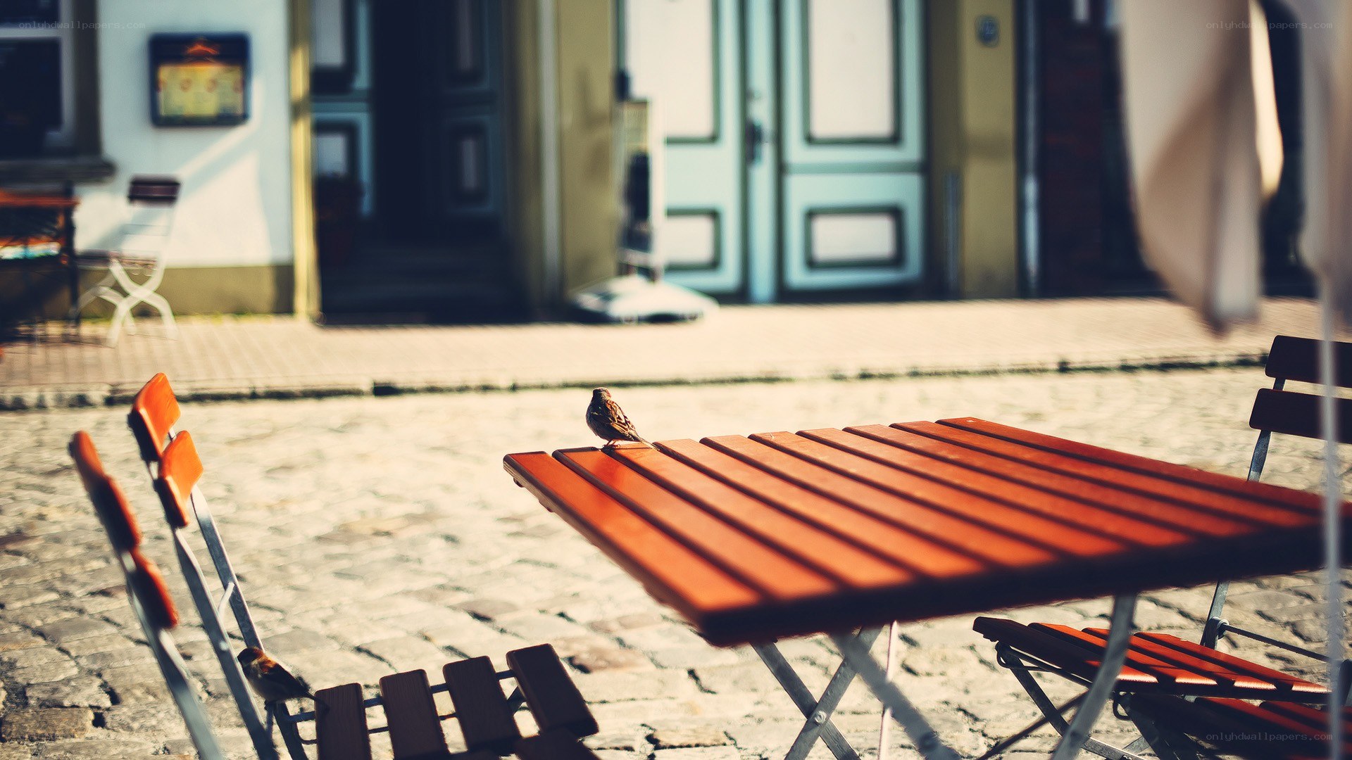 Birds on a café table