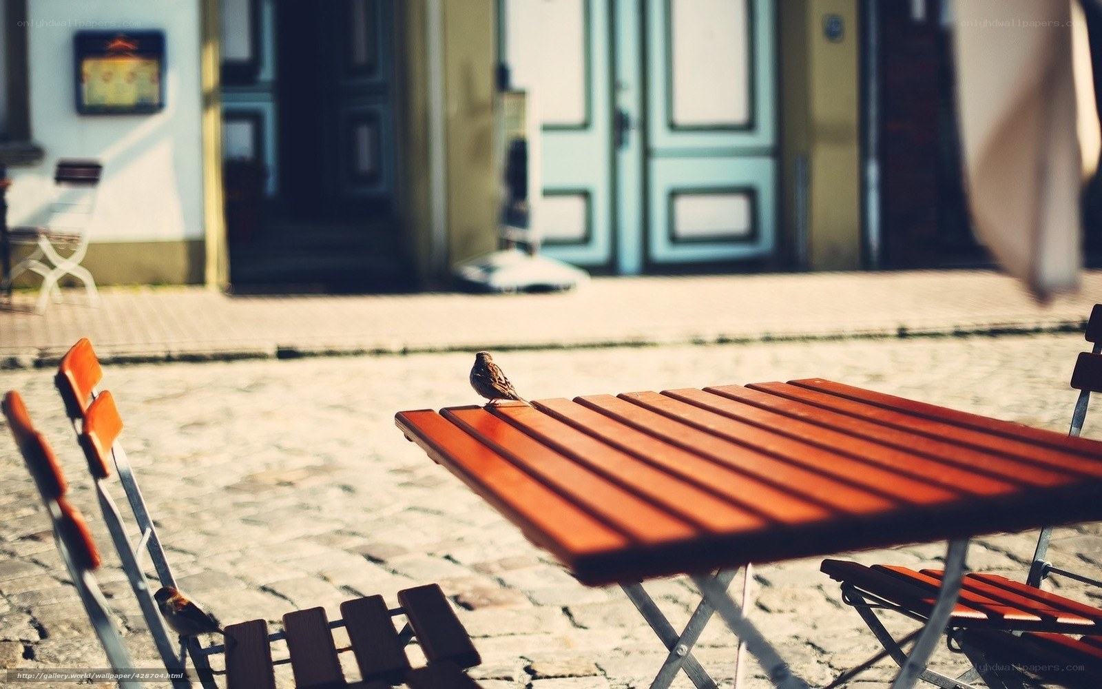 Birds on a cafe table