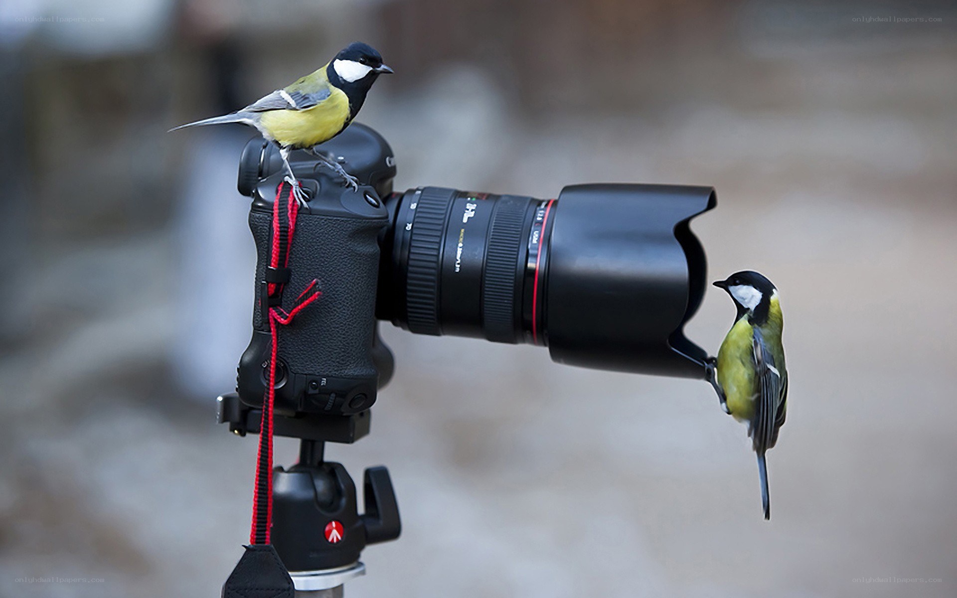 Birds on a camera lens