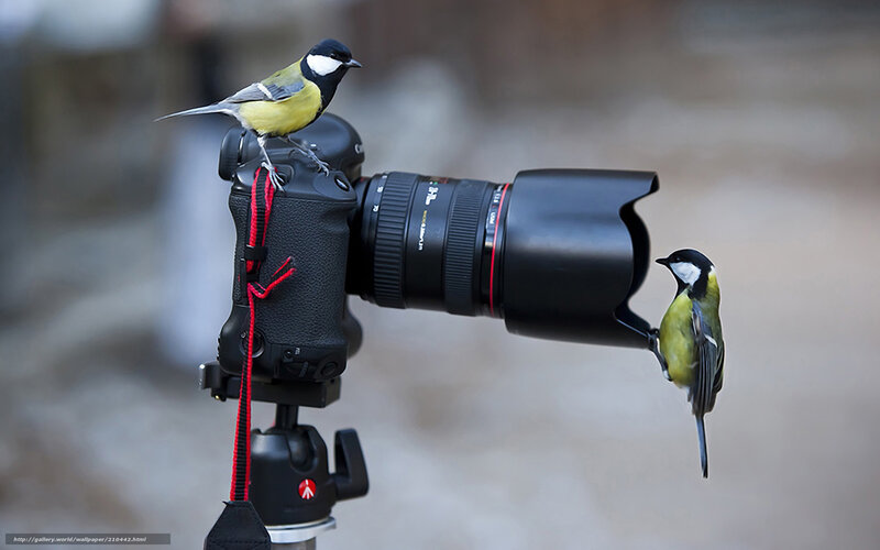 Birds on a camera