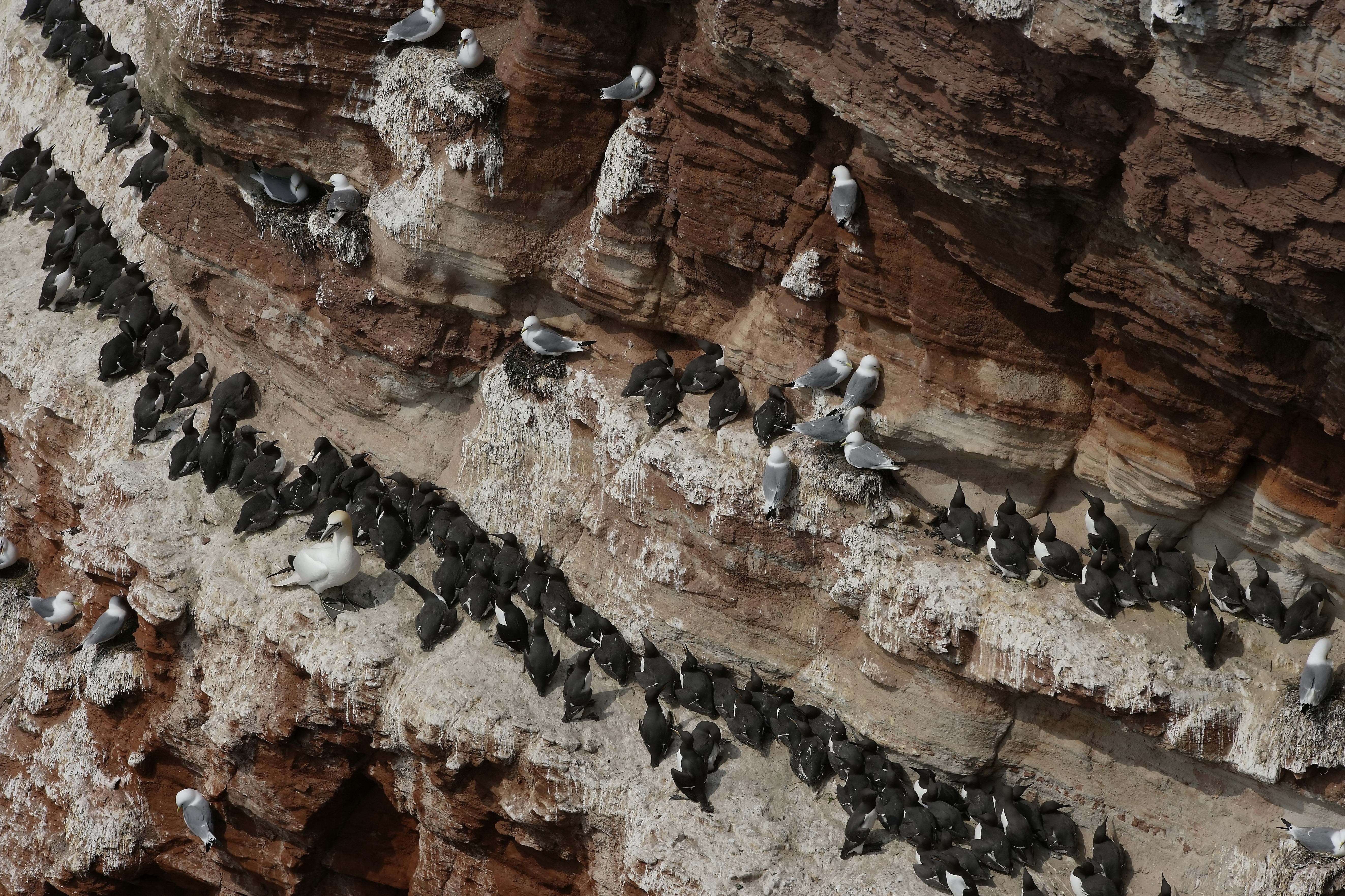 Birds on a cliff face