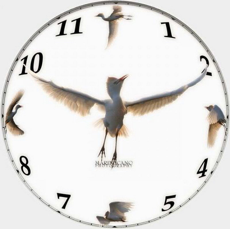 Birds on a clock face