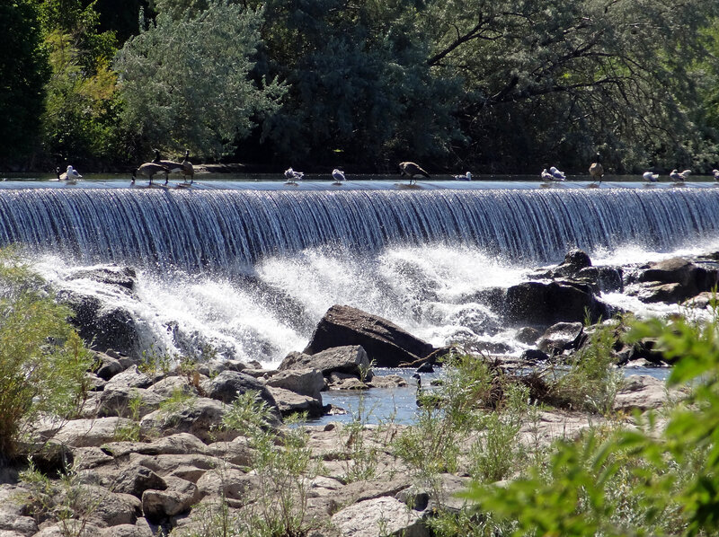 Birds on a Dam