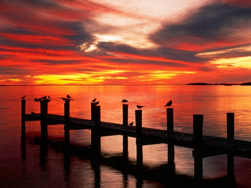 Birds on a Dock — Red, Dramatic