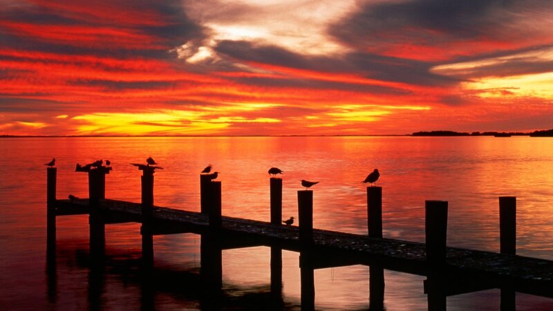 Birds on a Dock — Red